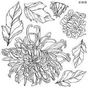 Chrysanthemum