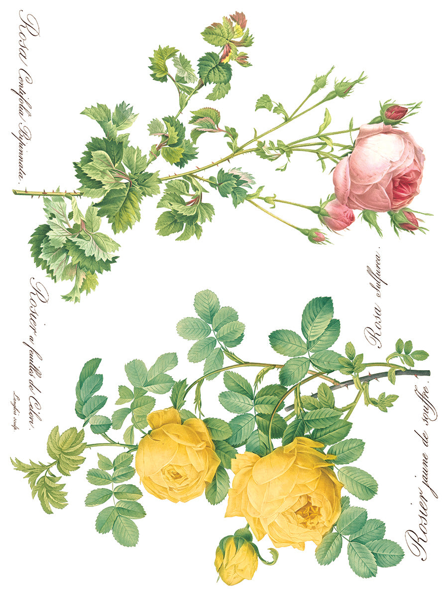 Rose Botanical