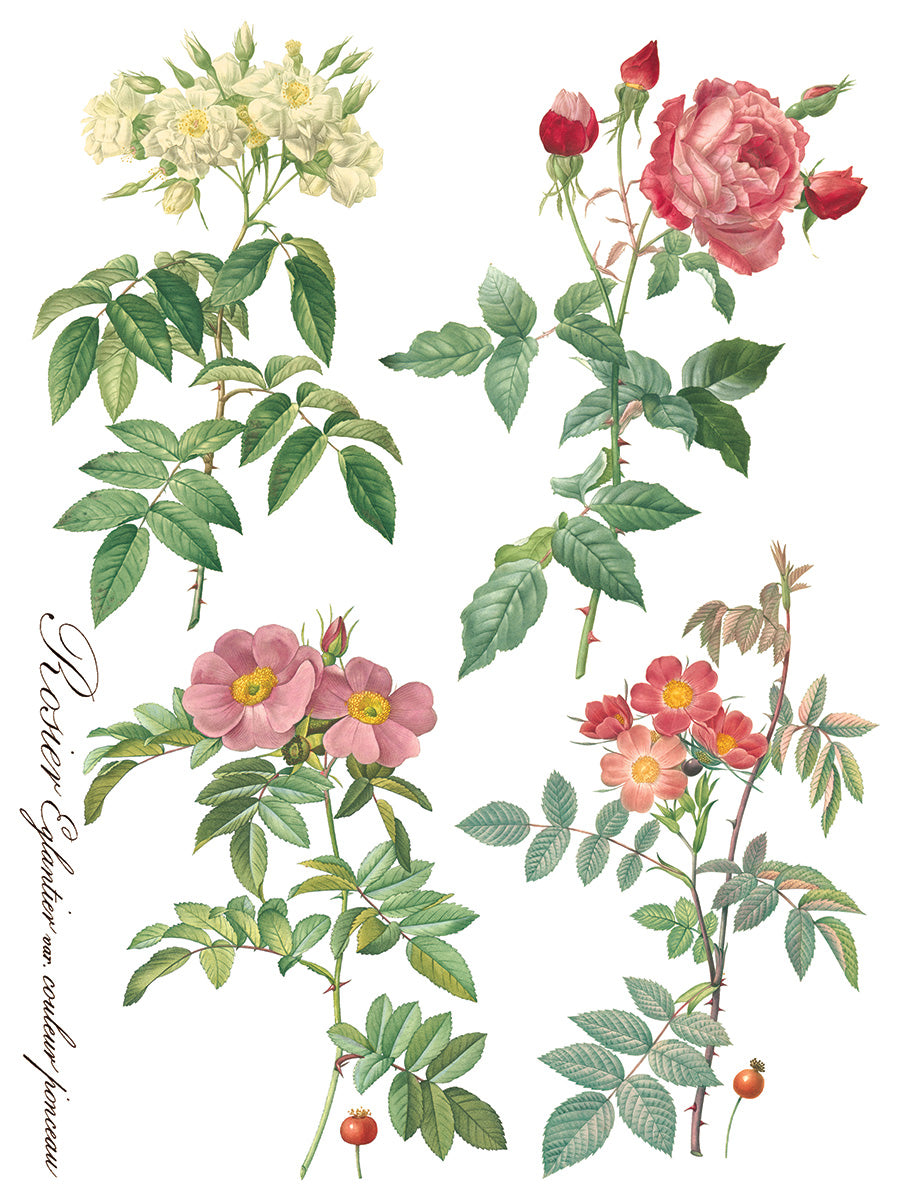 Rose Botanical